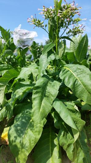 PLANT